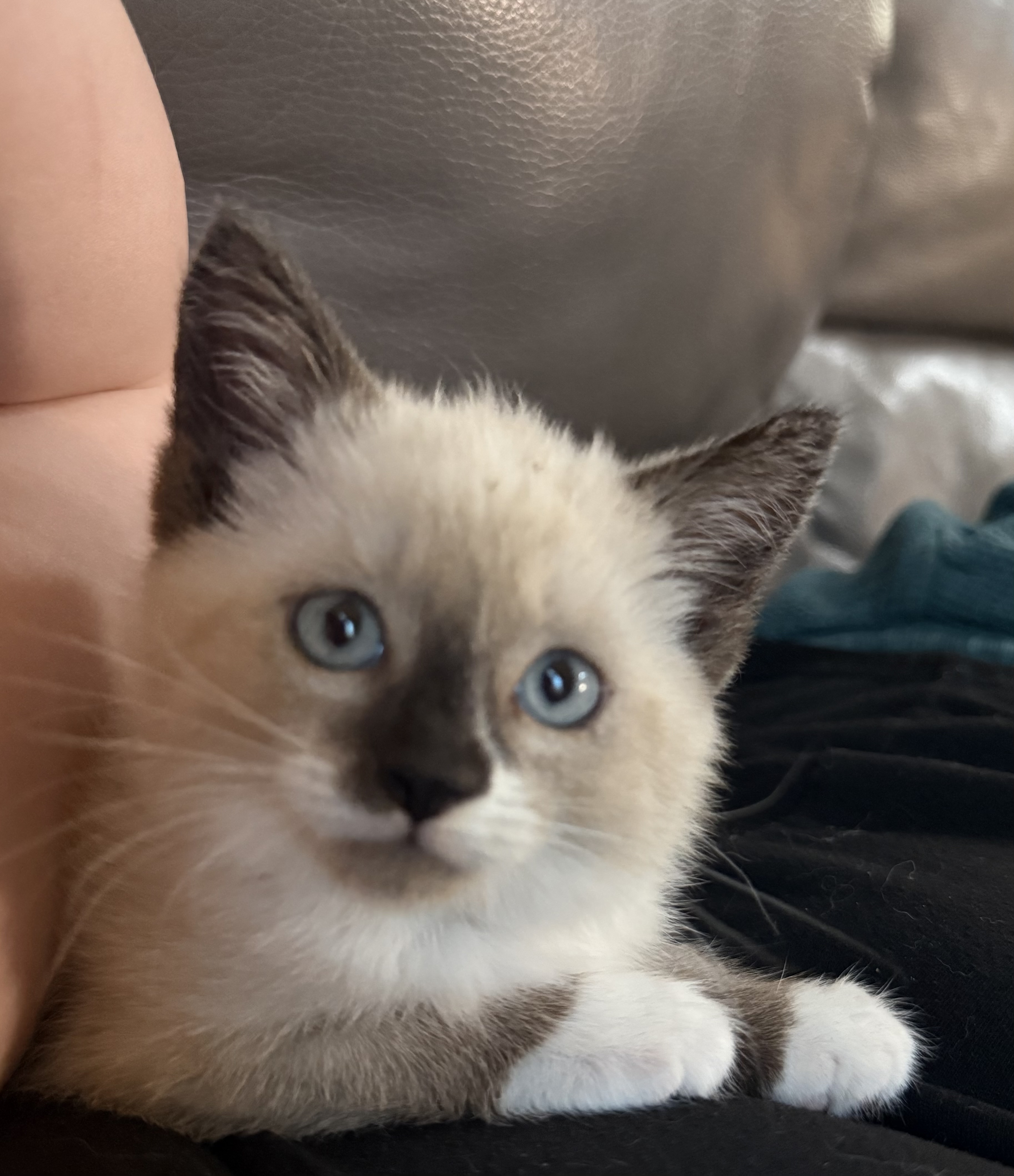 Picture of the Animal Listed