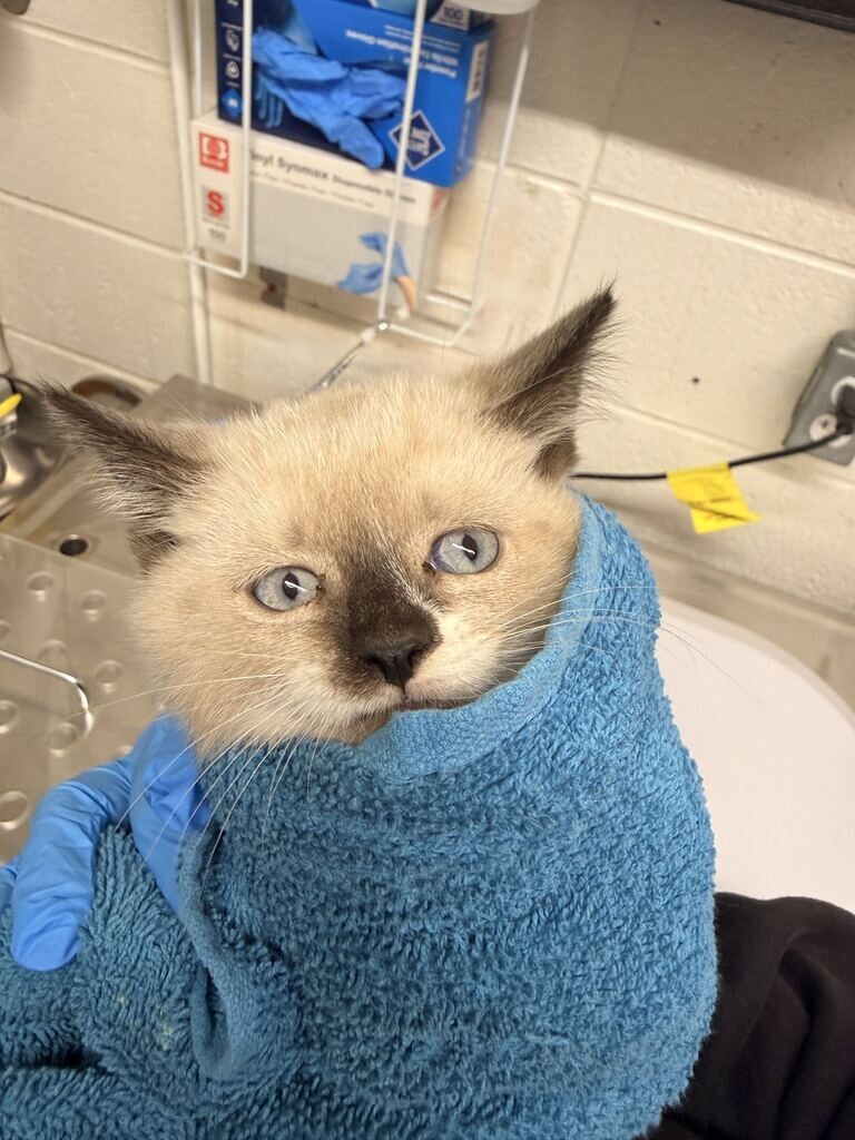 Picture of the Animal Listed