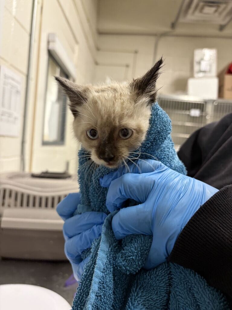 Picture of the Animal Listed