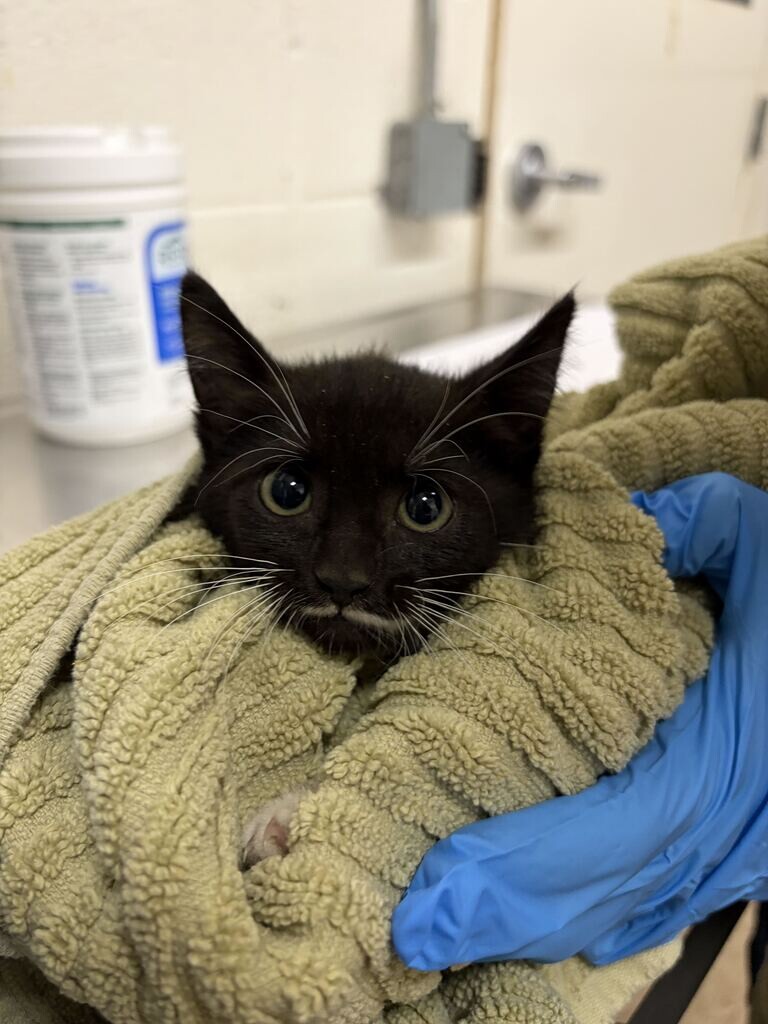 Picture of the Animal Listed