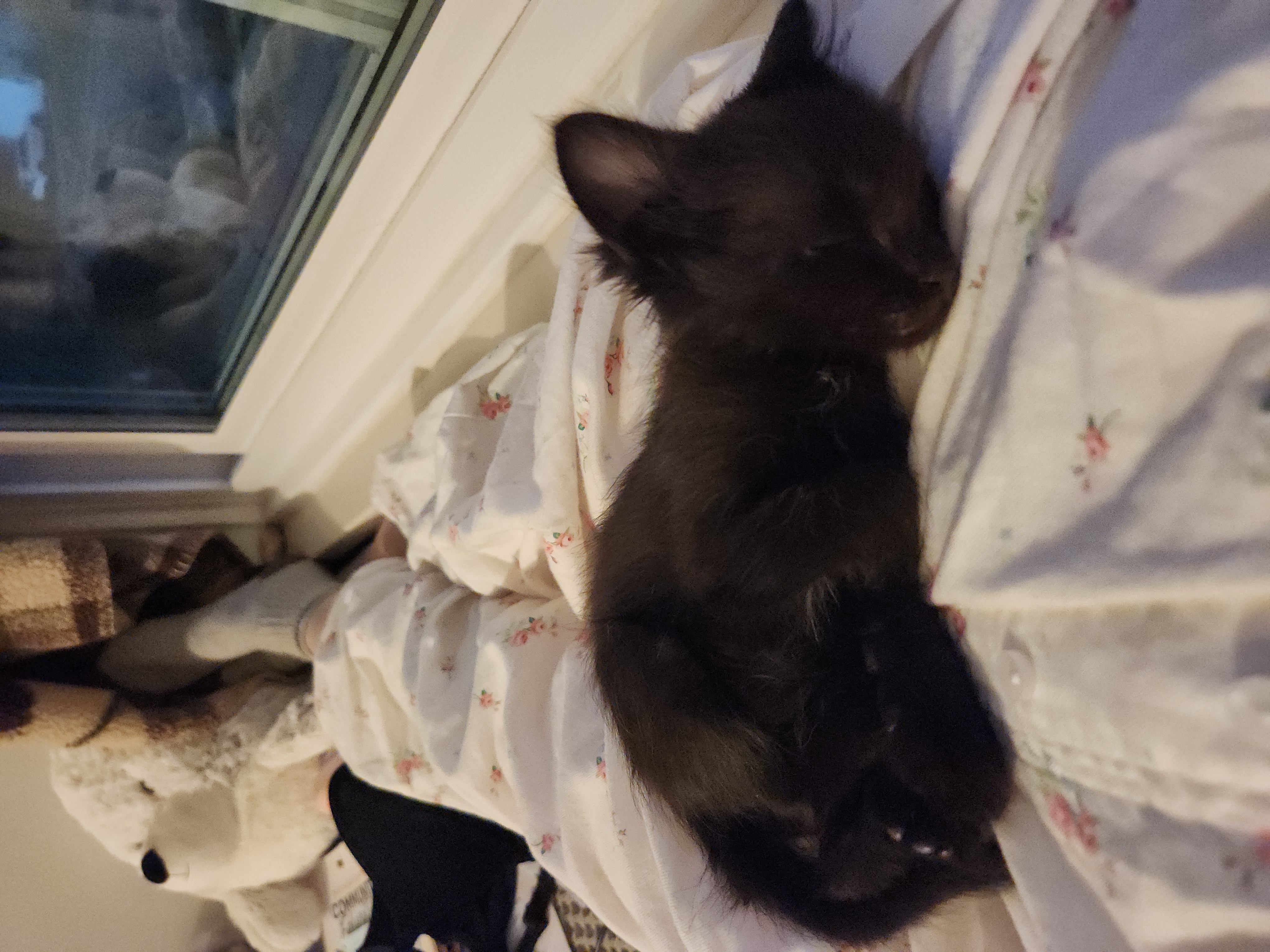 Picture of the Animal Listed
