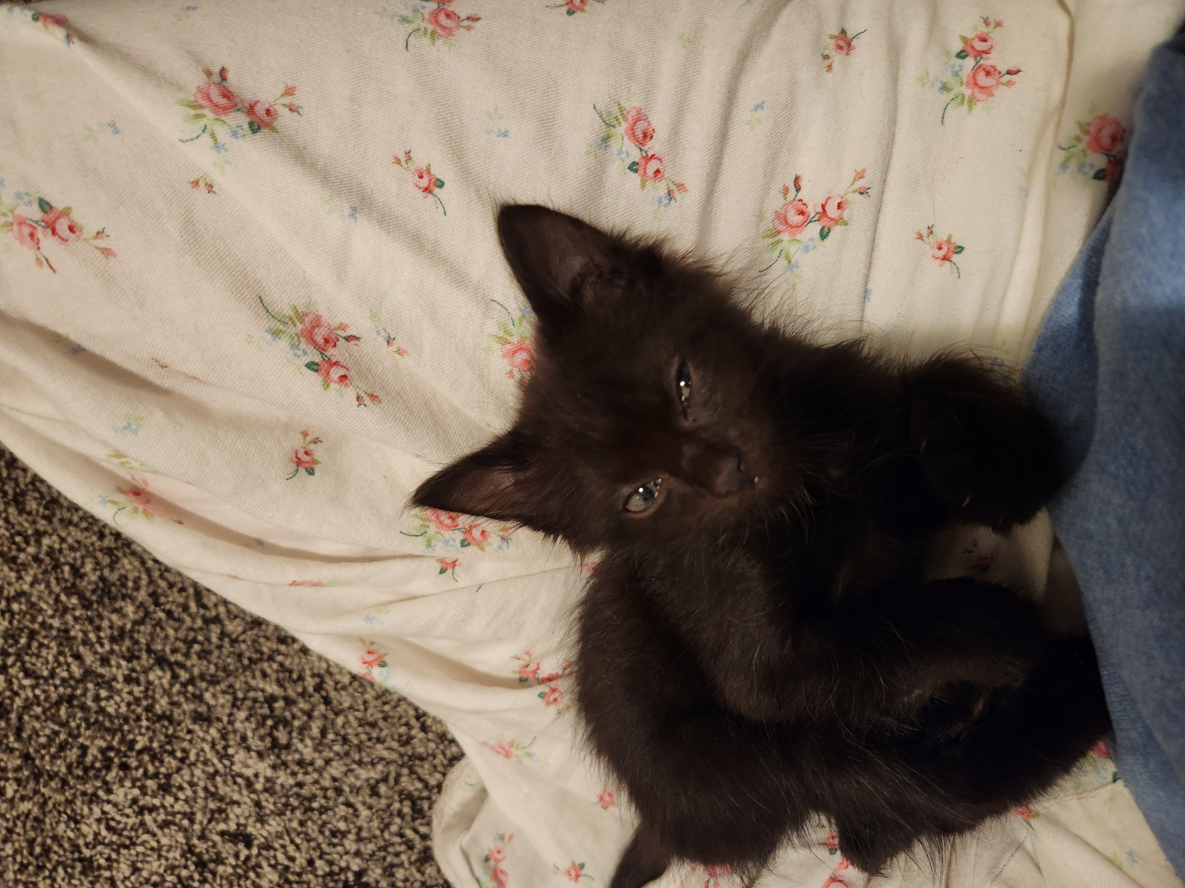 Picture of the Animal Listed