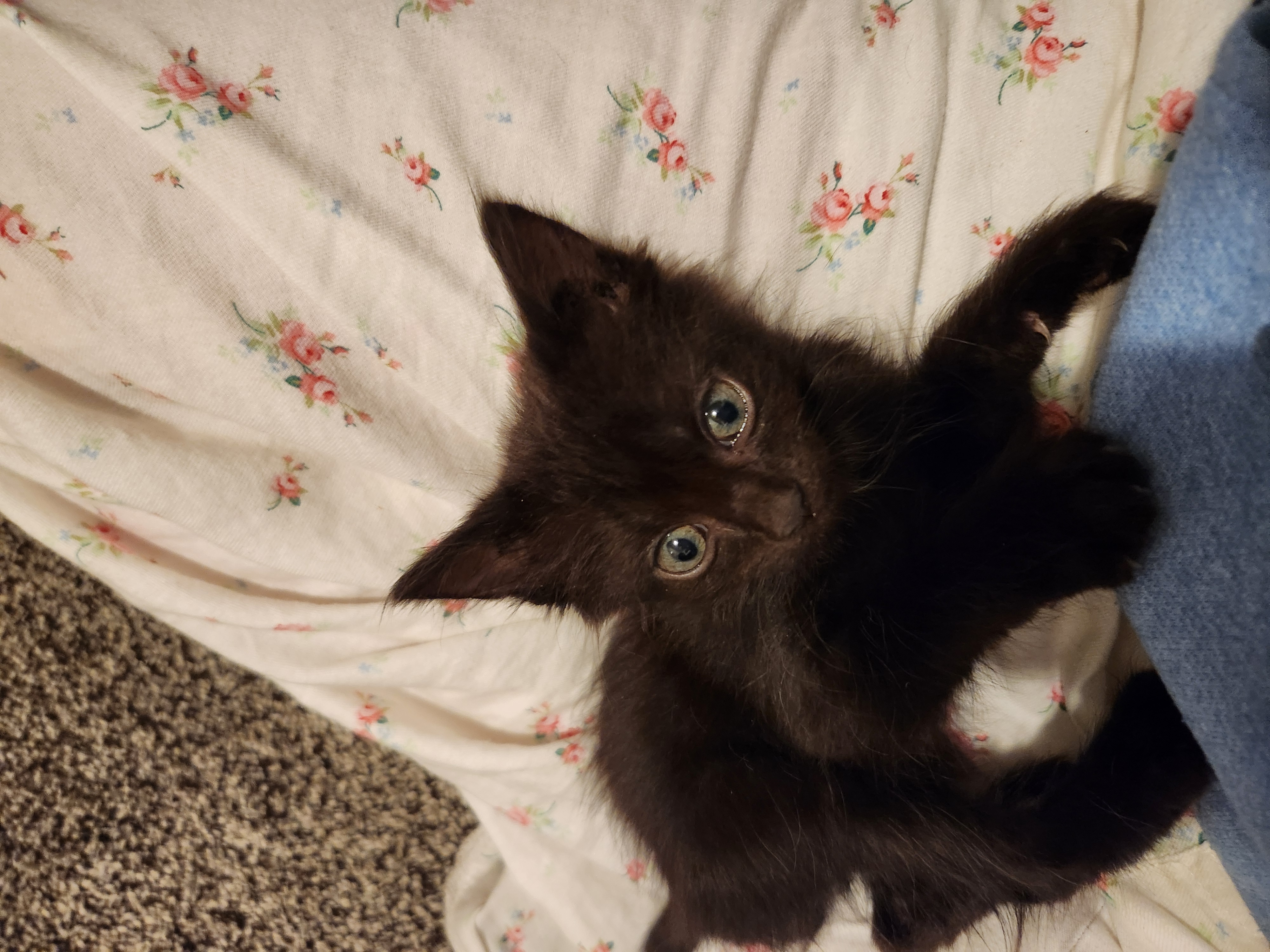 Picture of the Animal Listed