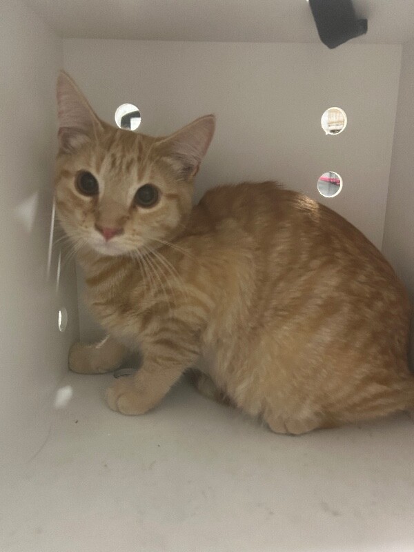 Picture of the Animal Listed