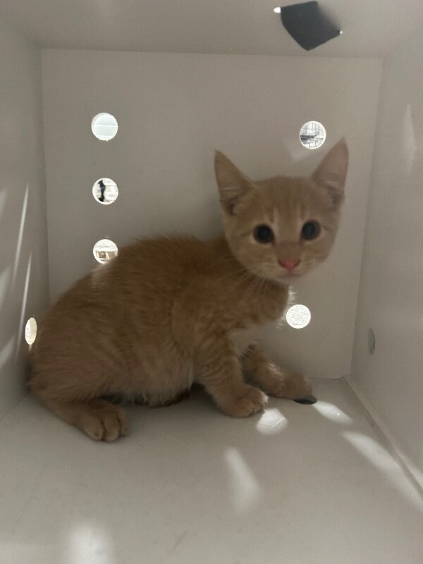 Picture of the Animal Listed