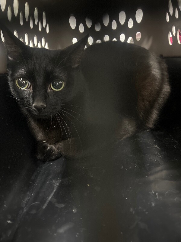 Picture of the Animal Listed
