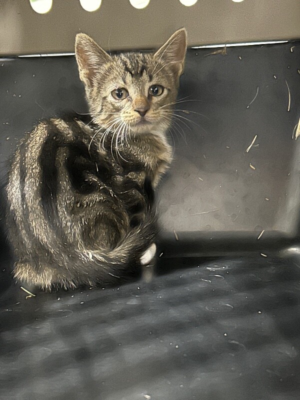 Picture of the Animal Listed