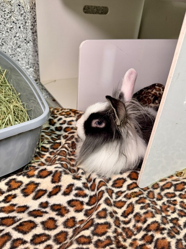 Picture of the Animal Listed