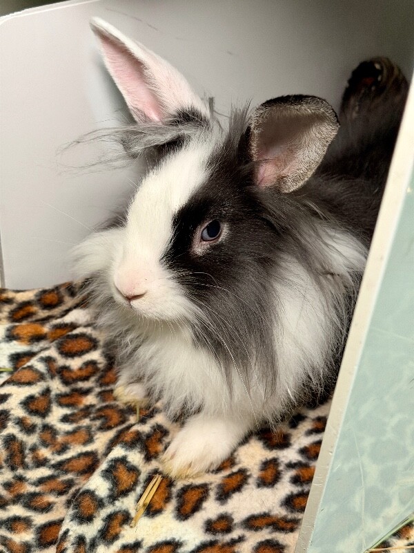 Picture of the Animal Listed