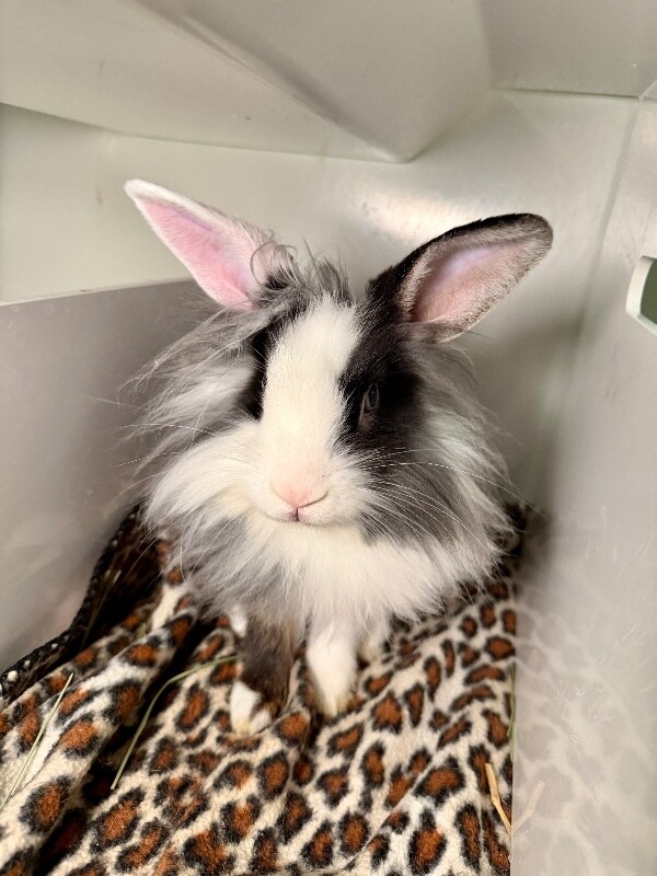 Picture of the Animal Listed