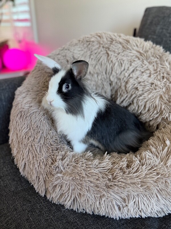 Picture of the Animal Listed