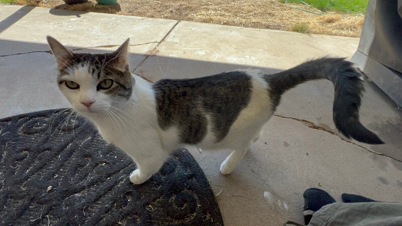 Picture of the Animal Listed