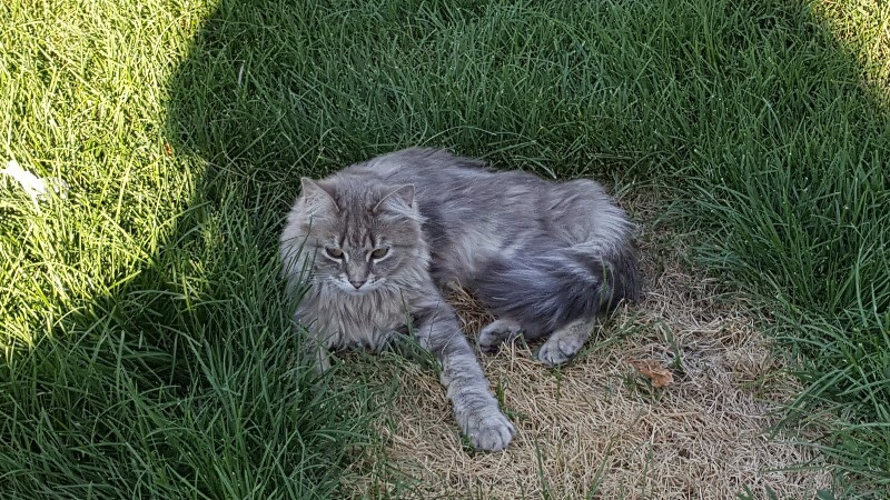 Picture of the Animal Listed