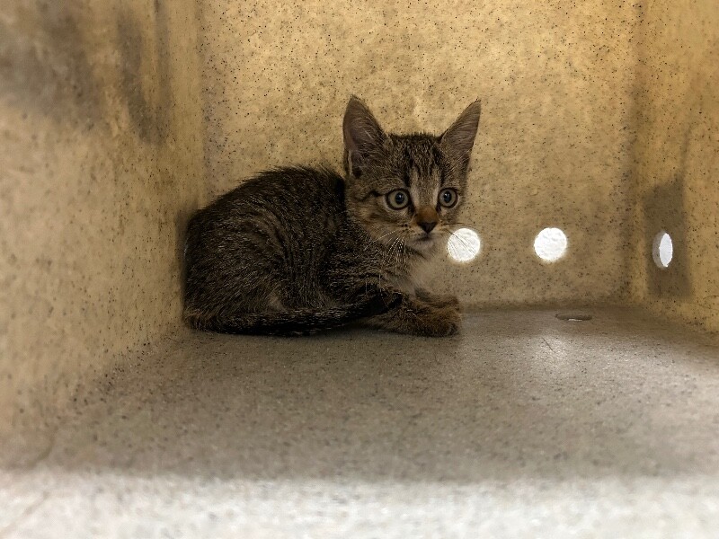 Picture of the Animal Listed