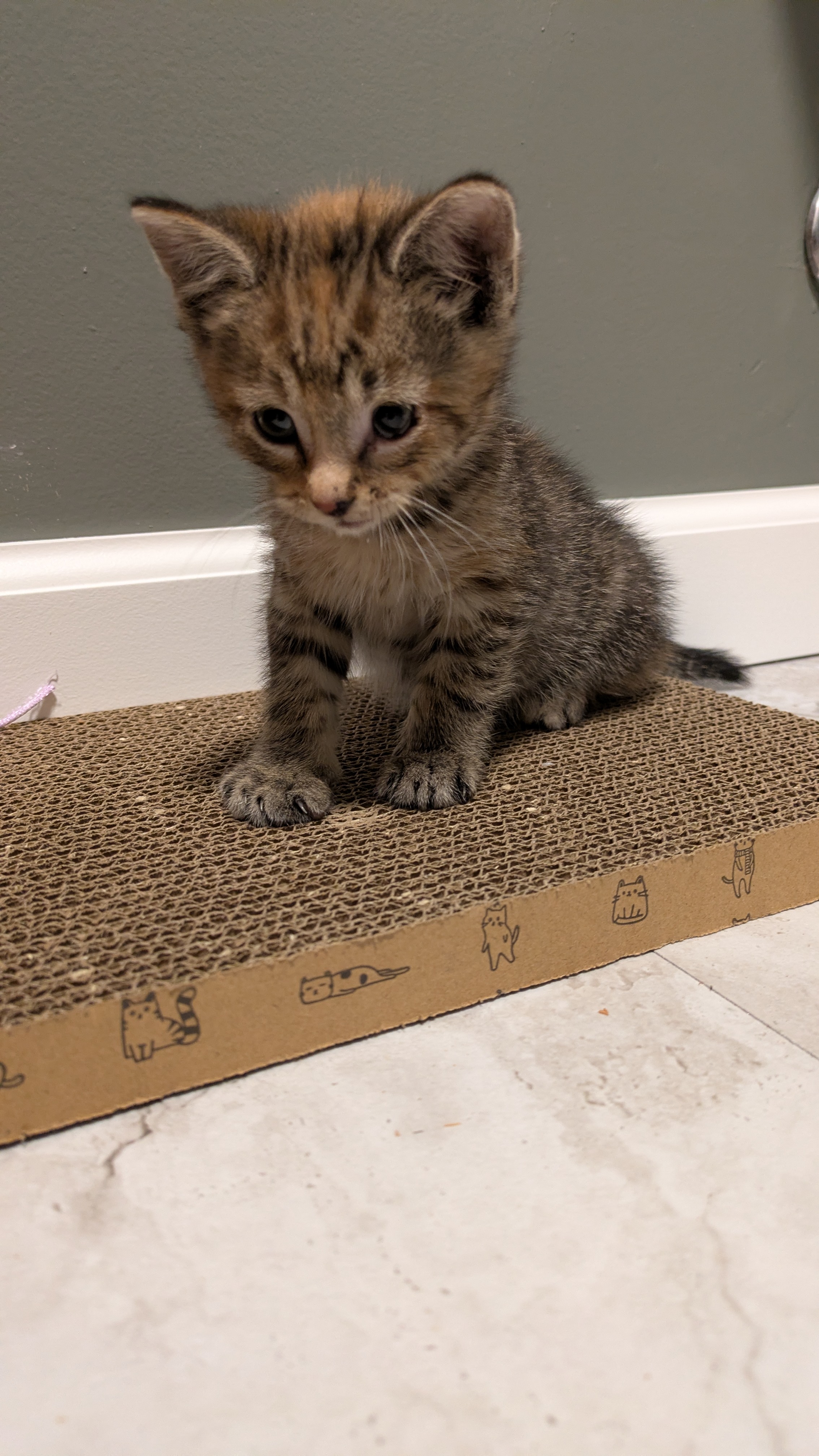 Picture of the Animal Listed