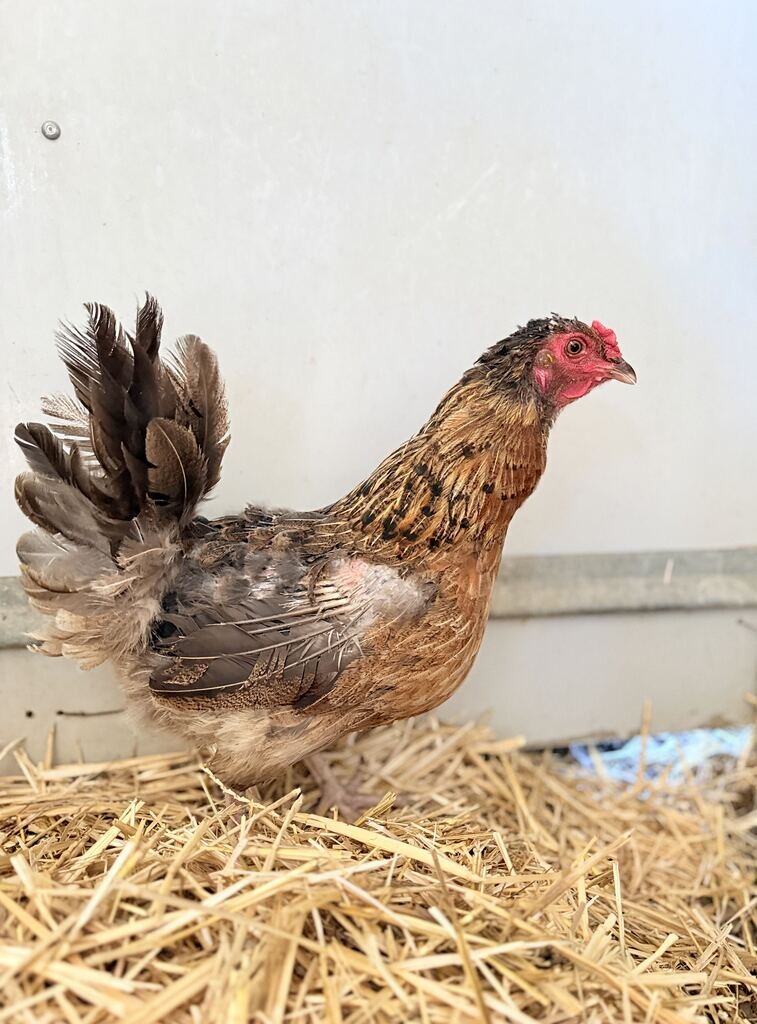 Picture of the Animal Listed