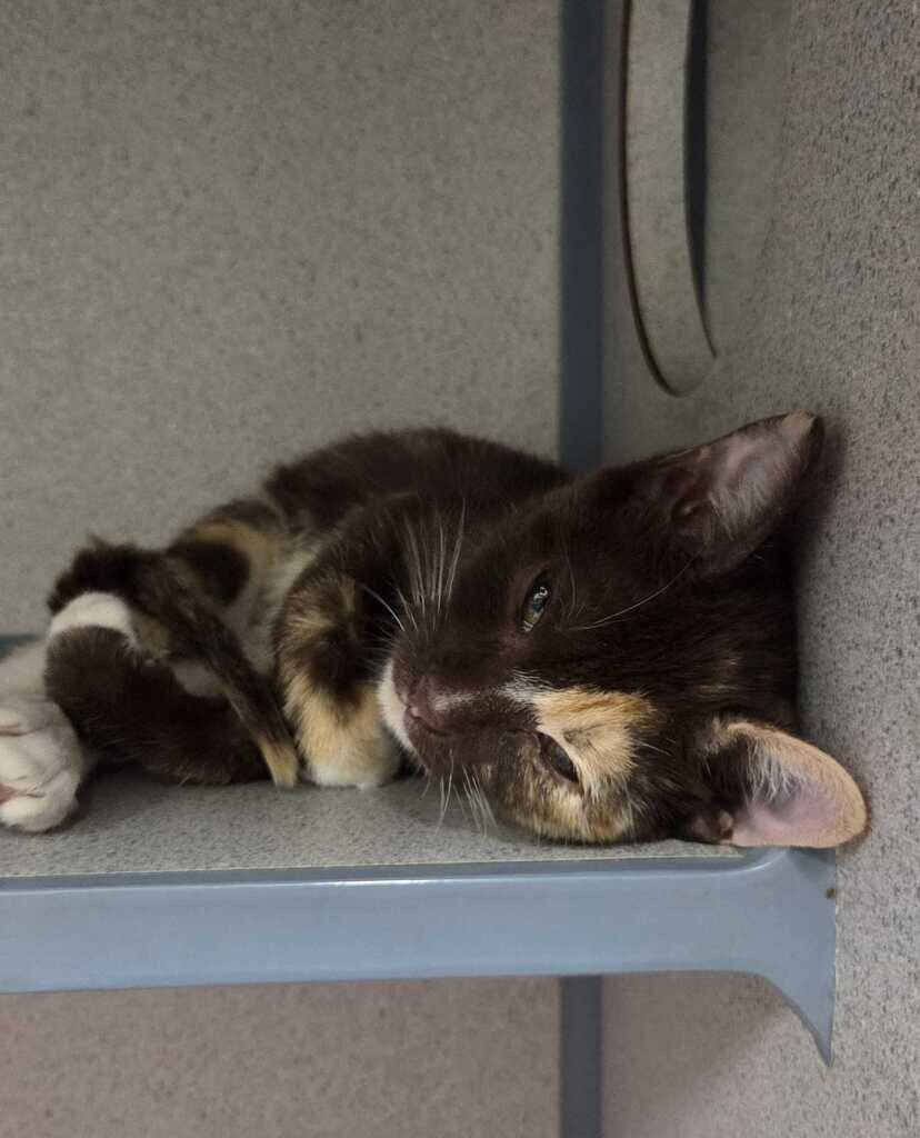Picture of the Animal Listed