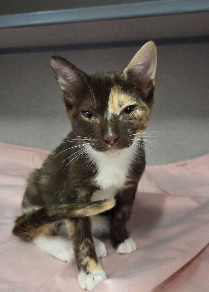Picture of the Animal Listed
