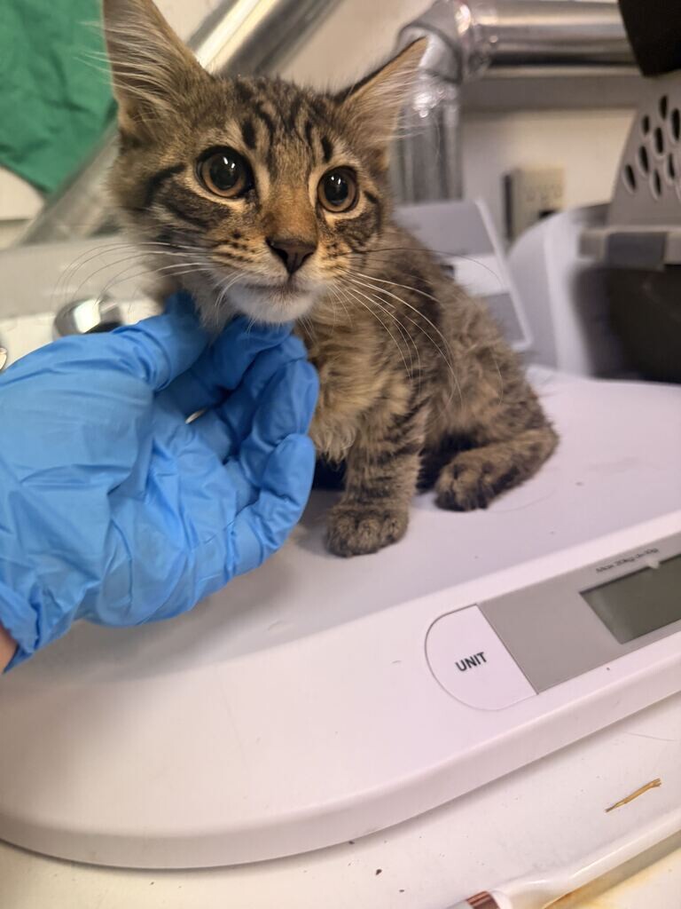 Picture of the Animal Listed