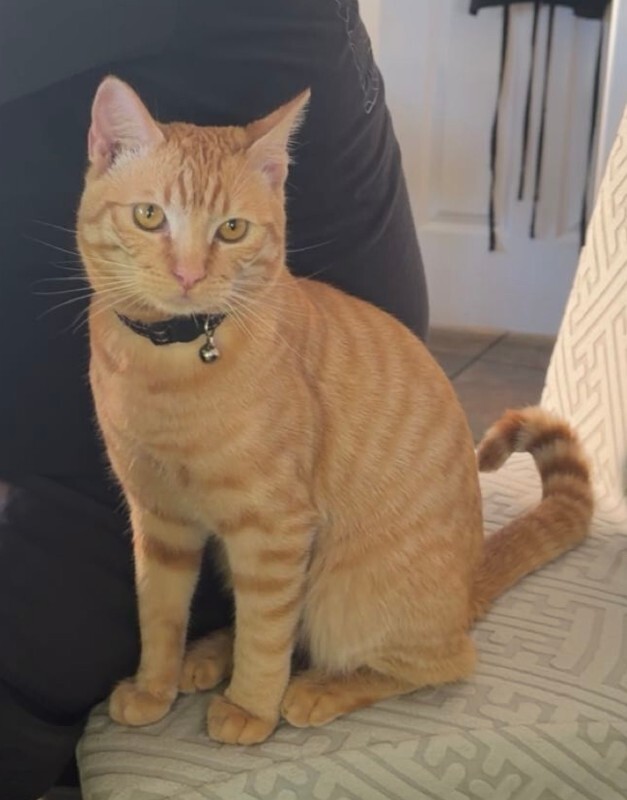 Picture of the Animal Listed
