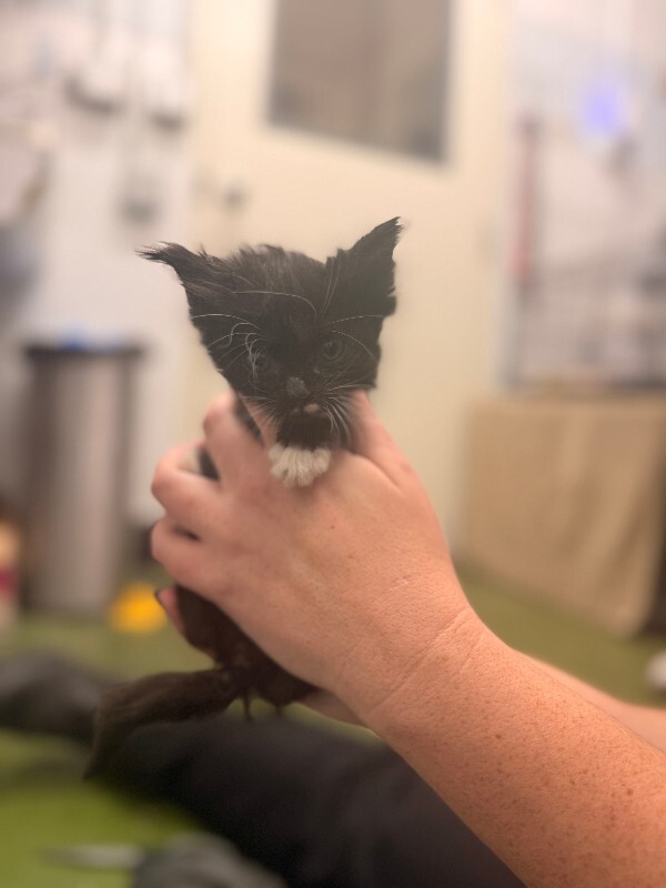 Picture of the Animal Listed