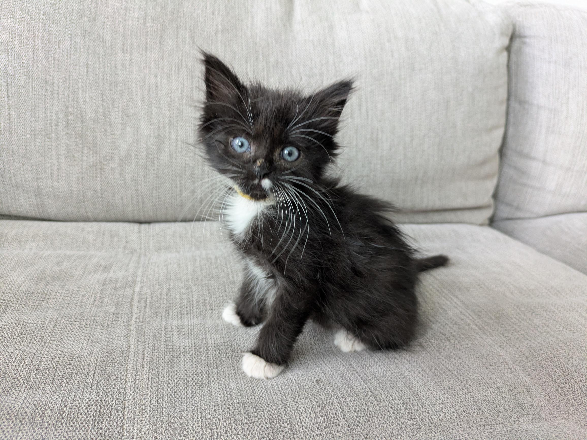 Picture of the Animal Listed