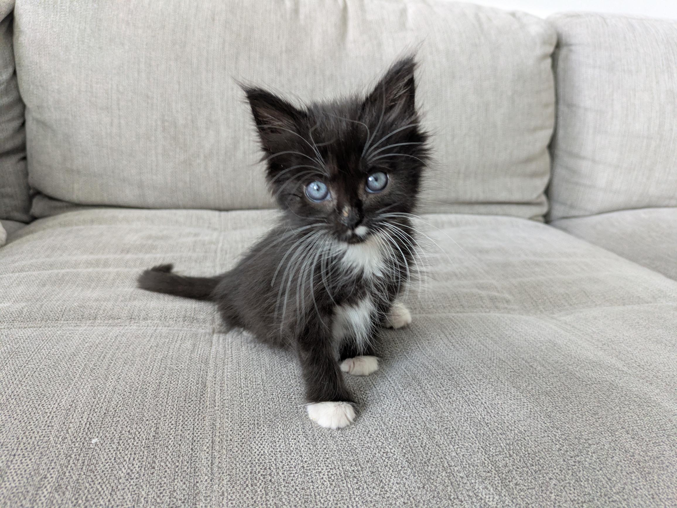 Picture of the Animal Listed