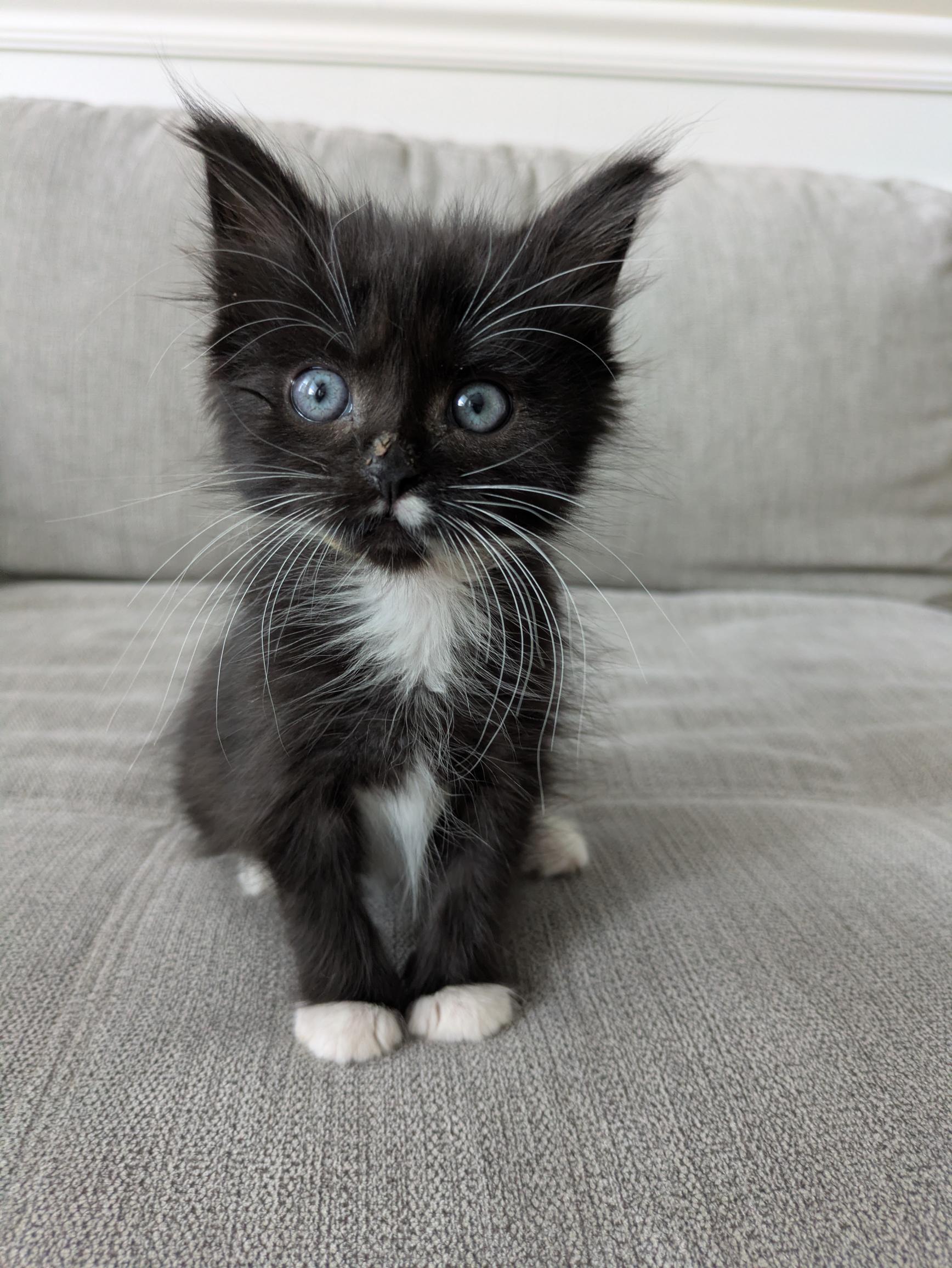 Picture of the Animal Listed