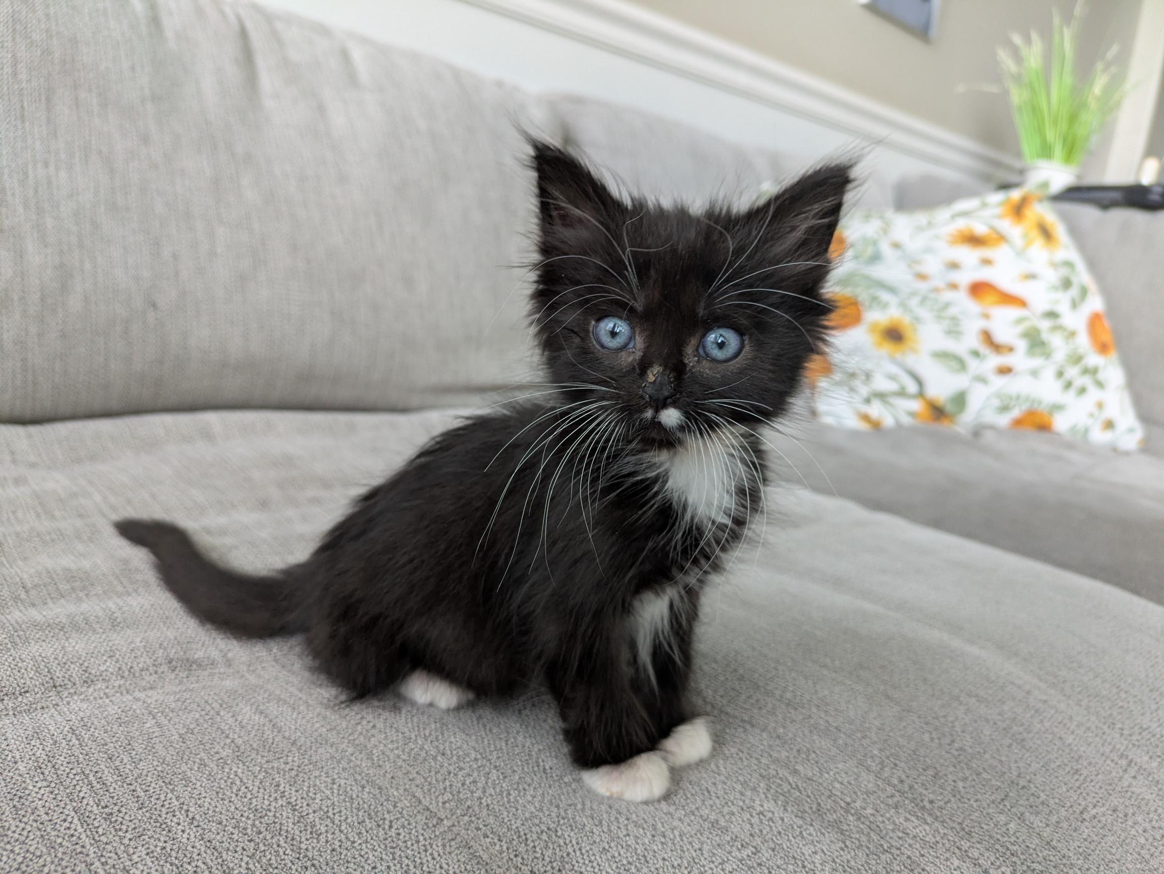 Picture of the Animal Listed