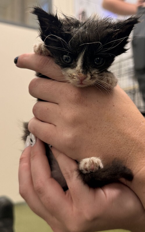 Picture of the Animal Listed