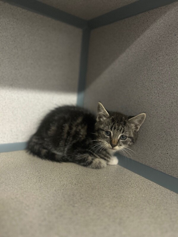 Picture of the Animal Listed