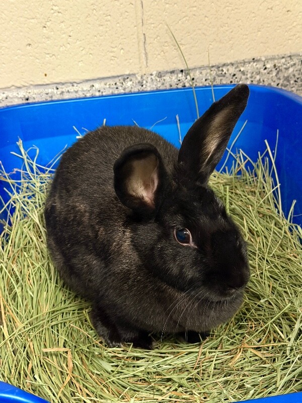 Picture of the Animal Listed