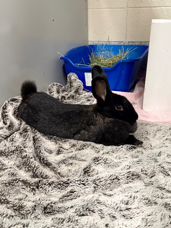 Picture of the Animal Listed