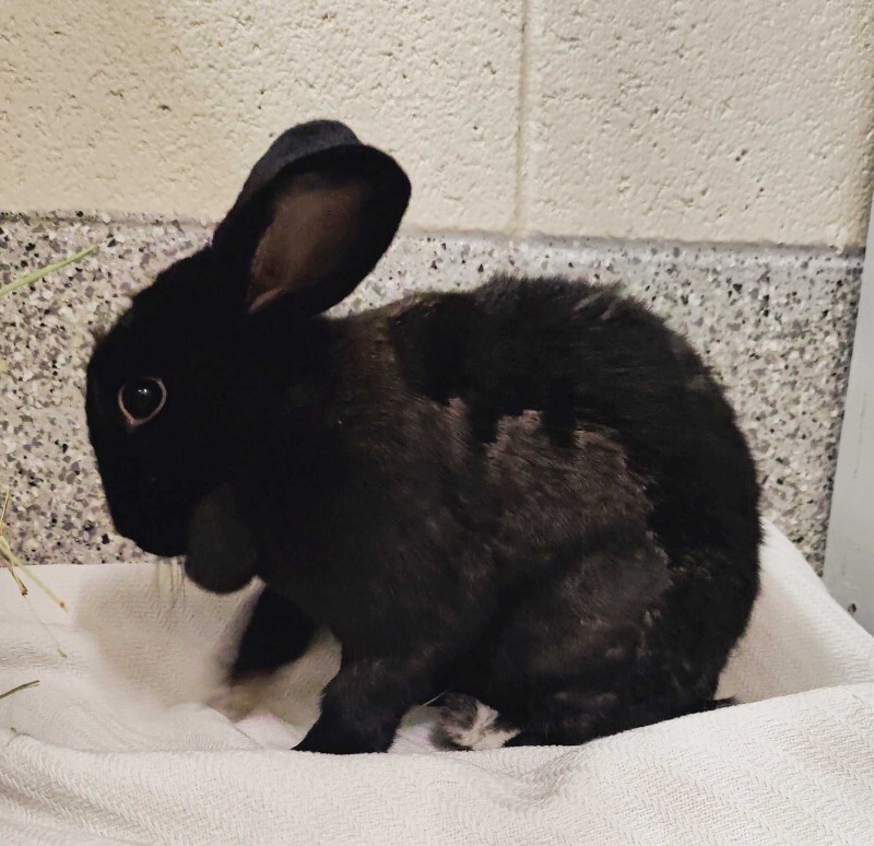 Picture of the Animal Listed