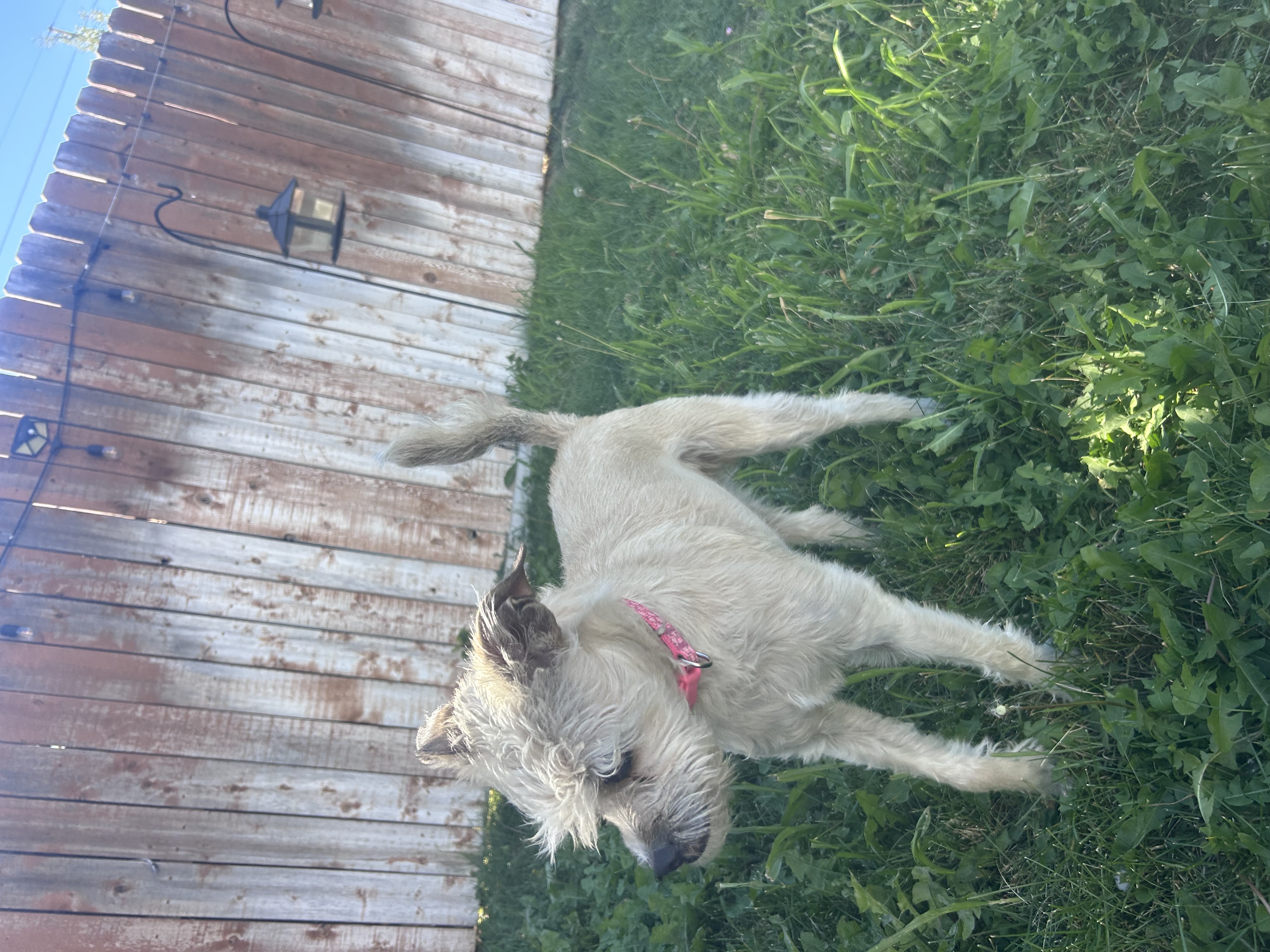 Picture of the Animal Listed