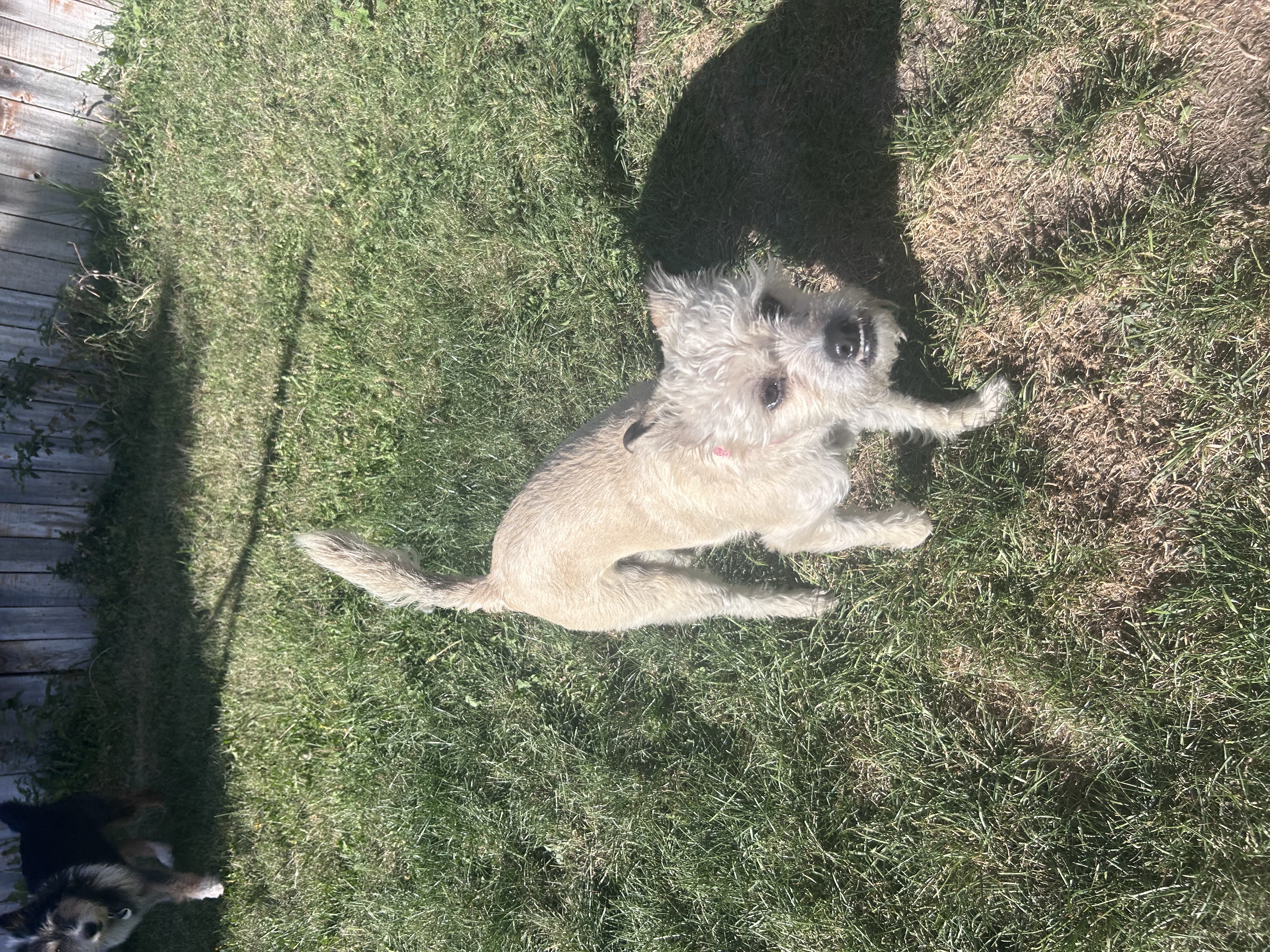 Picture of the Animal Listed
