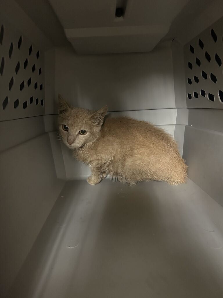 Picture of the Animal Listed