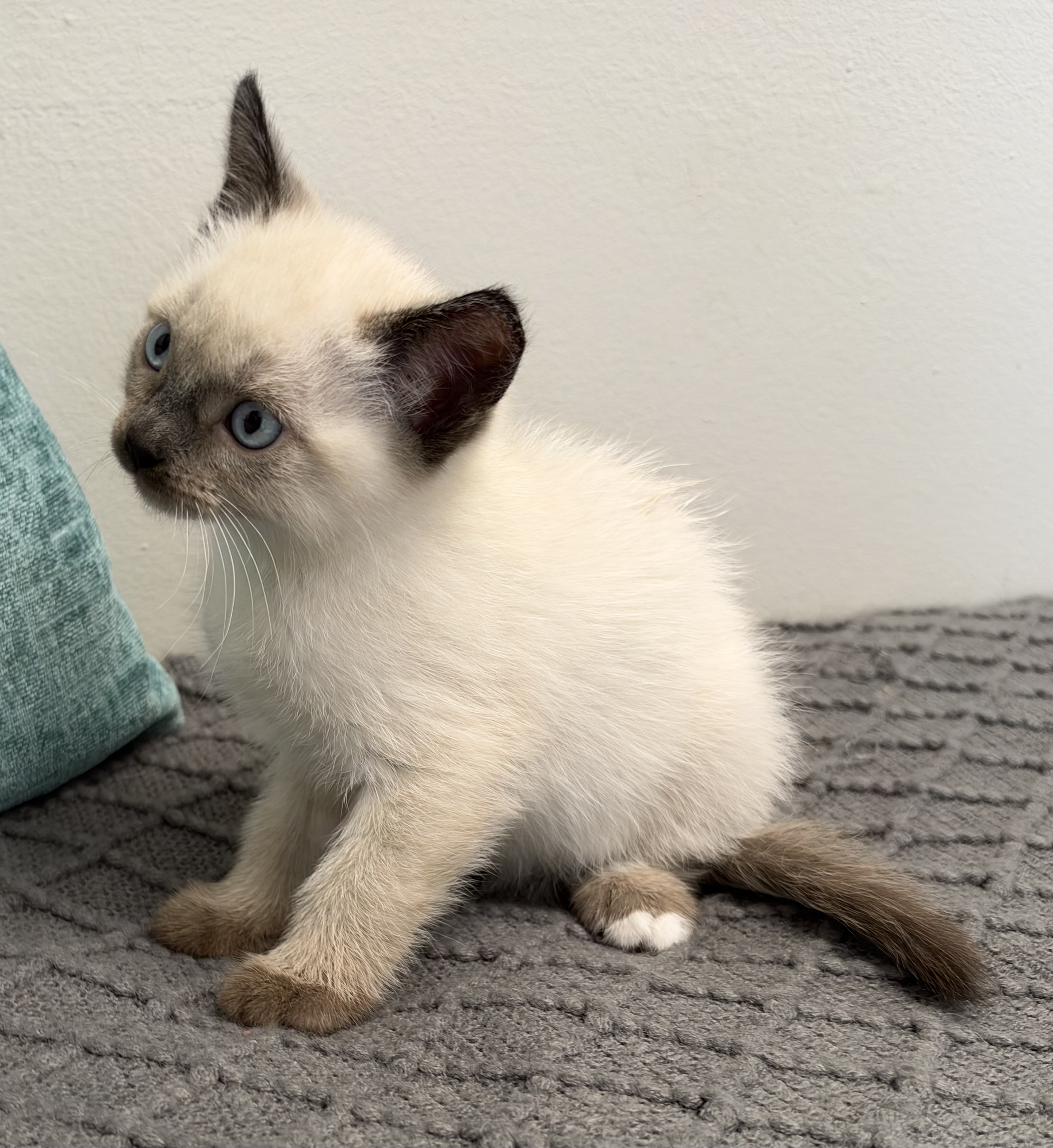 Picture of the Animal Listed