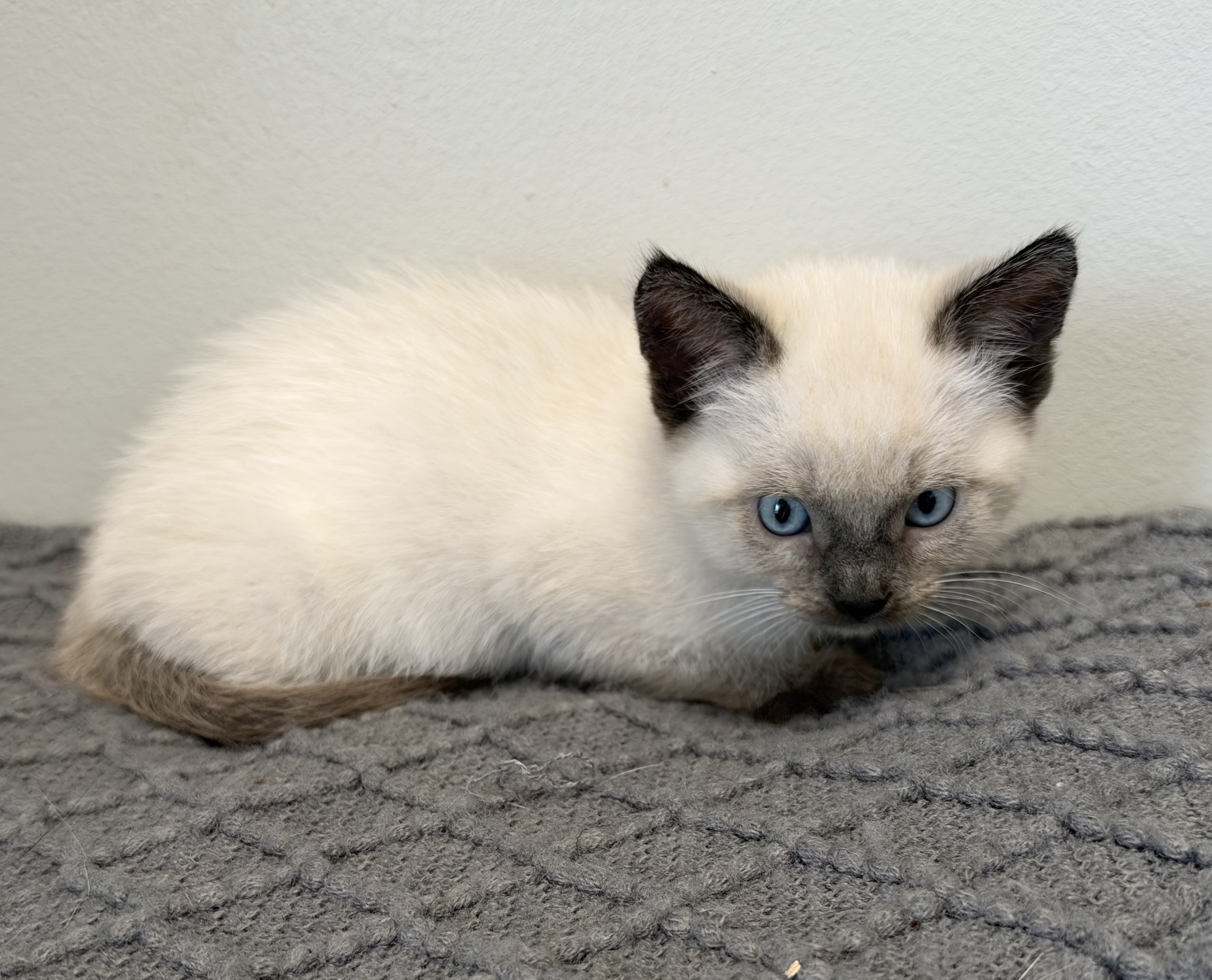 Picture of the Animal Listed