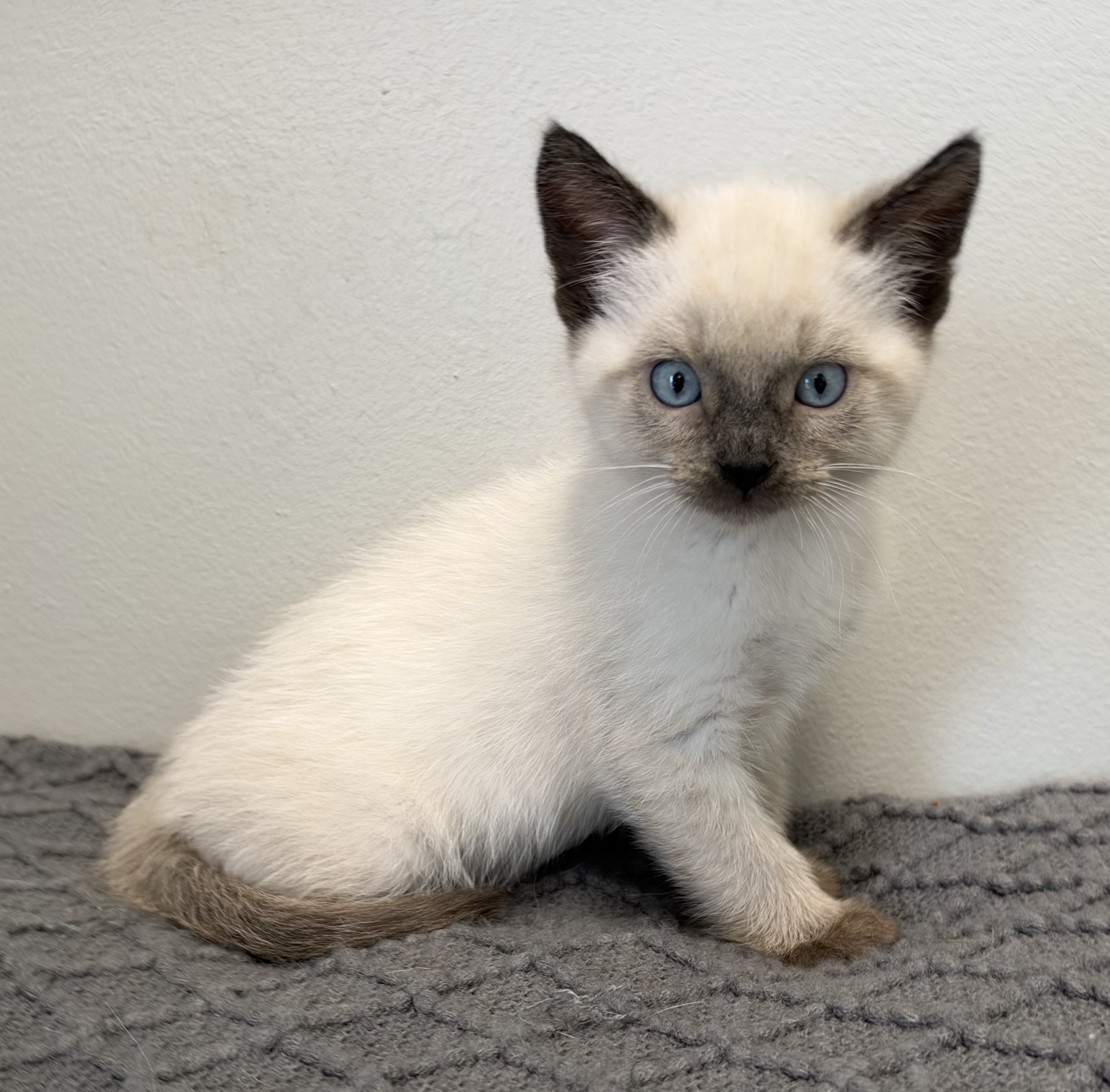 Picture of the Animal Listed