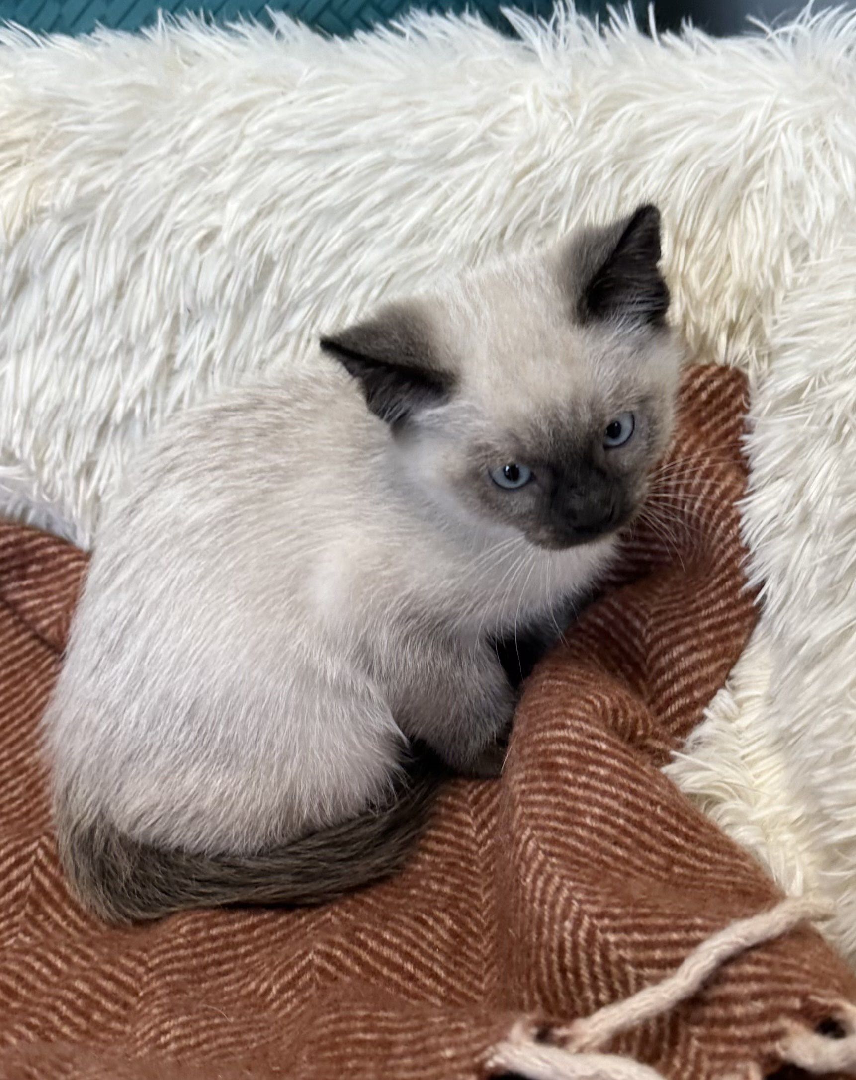 Picture of the Animal Listed