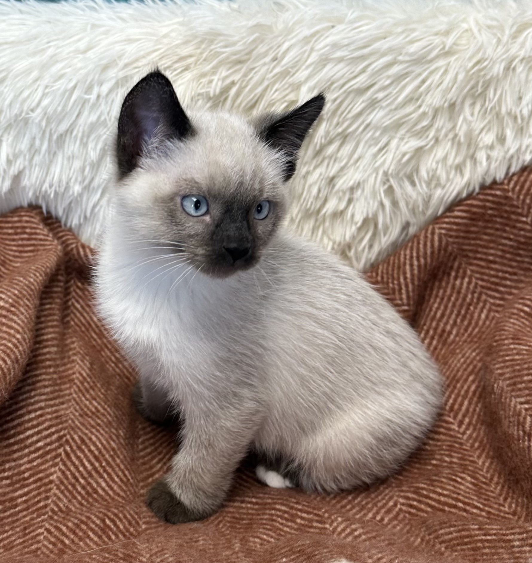 Picture of the Animal Listed