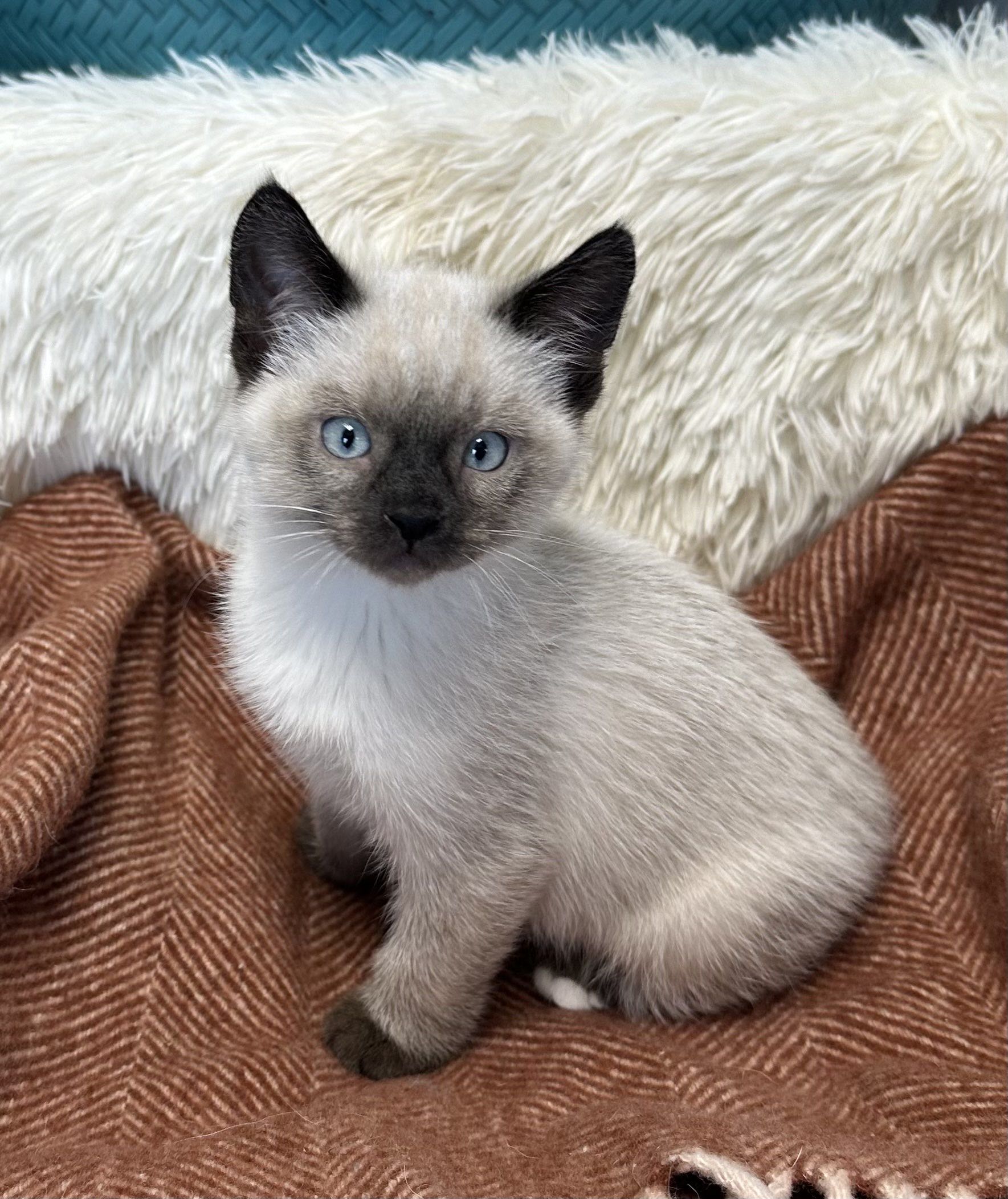 Picture of the Animal Listed