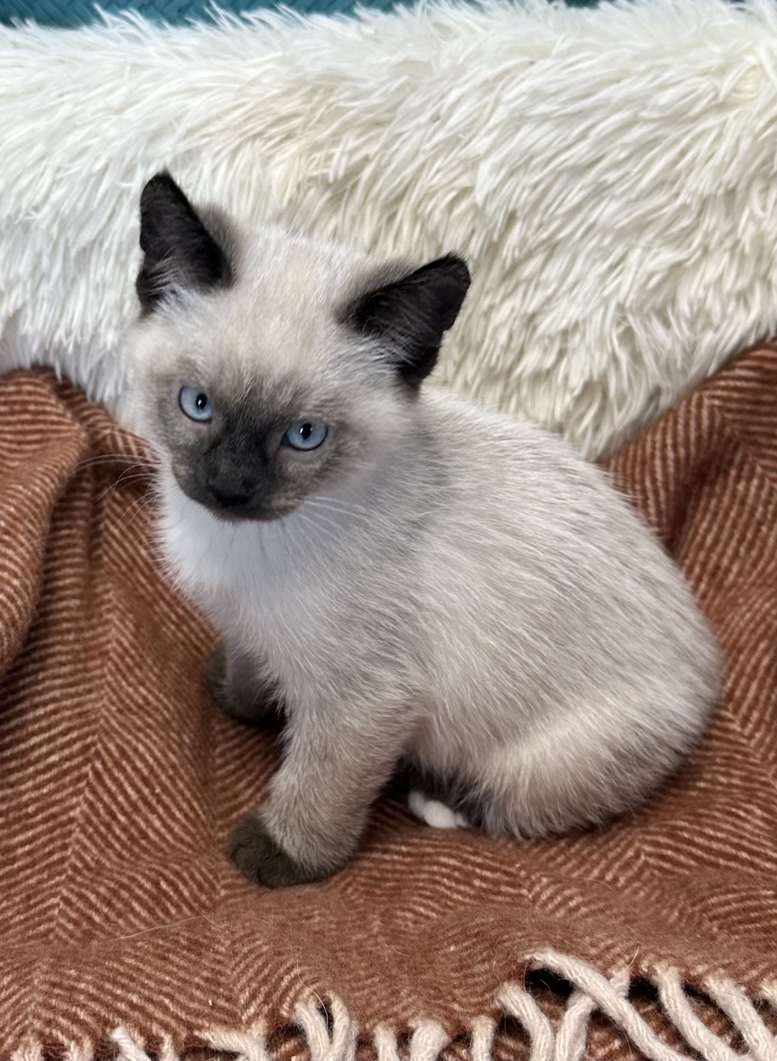 Picture of the Animal Listed