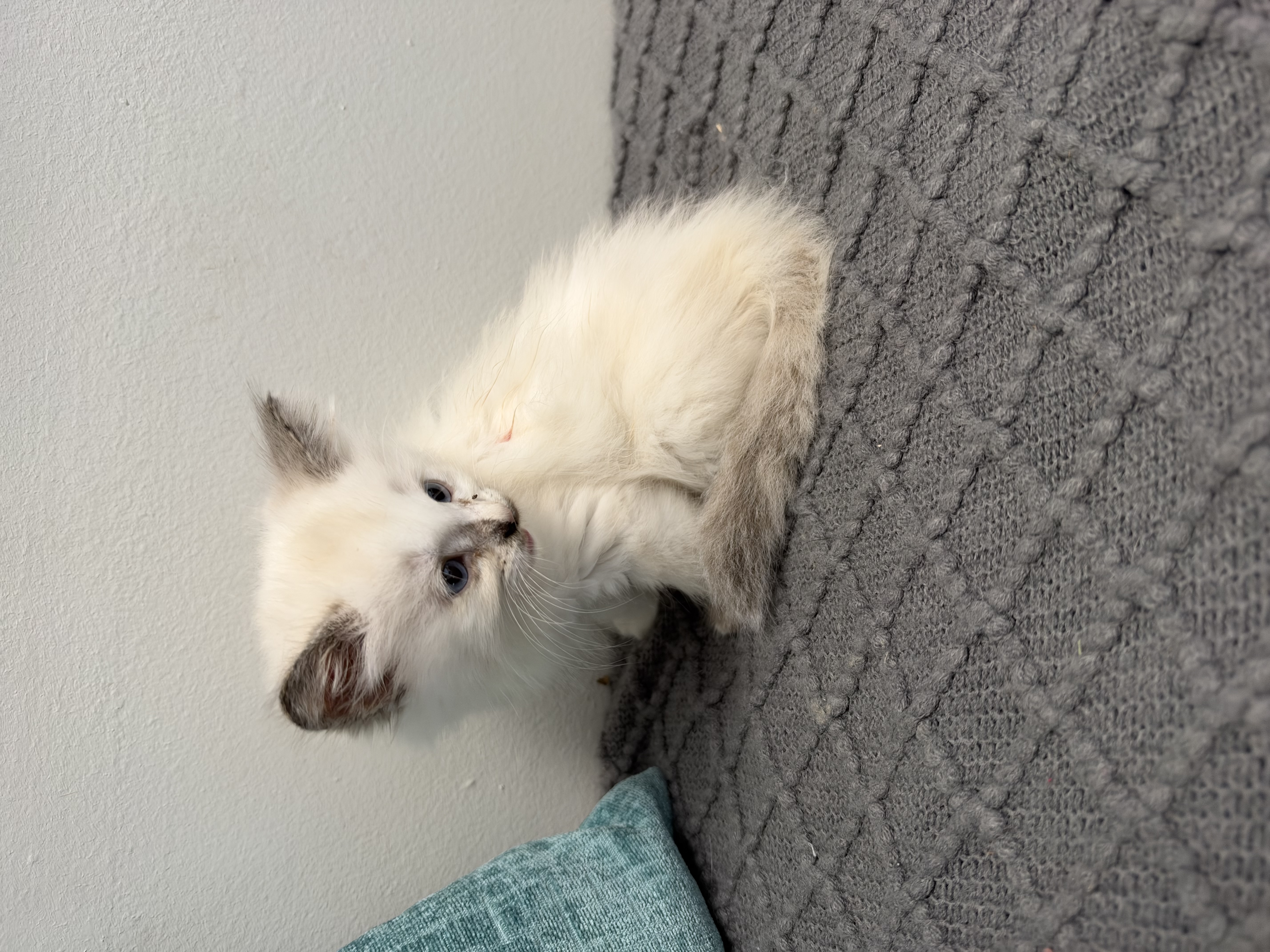Picture of the Animal Listed