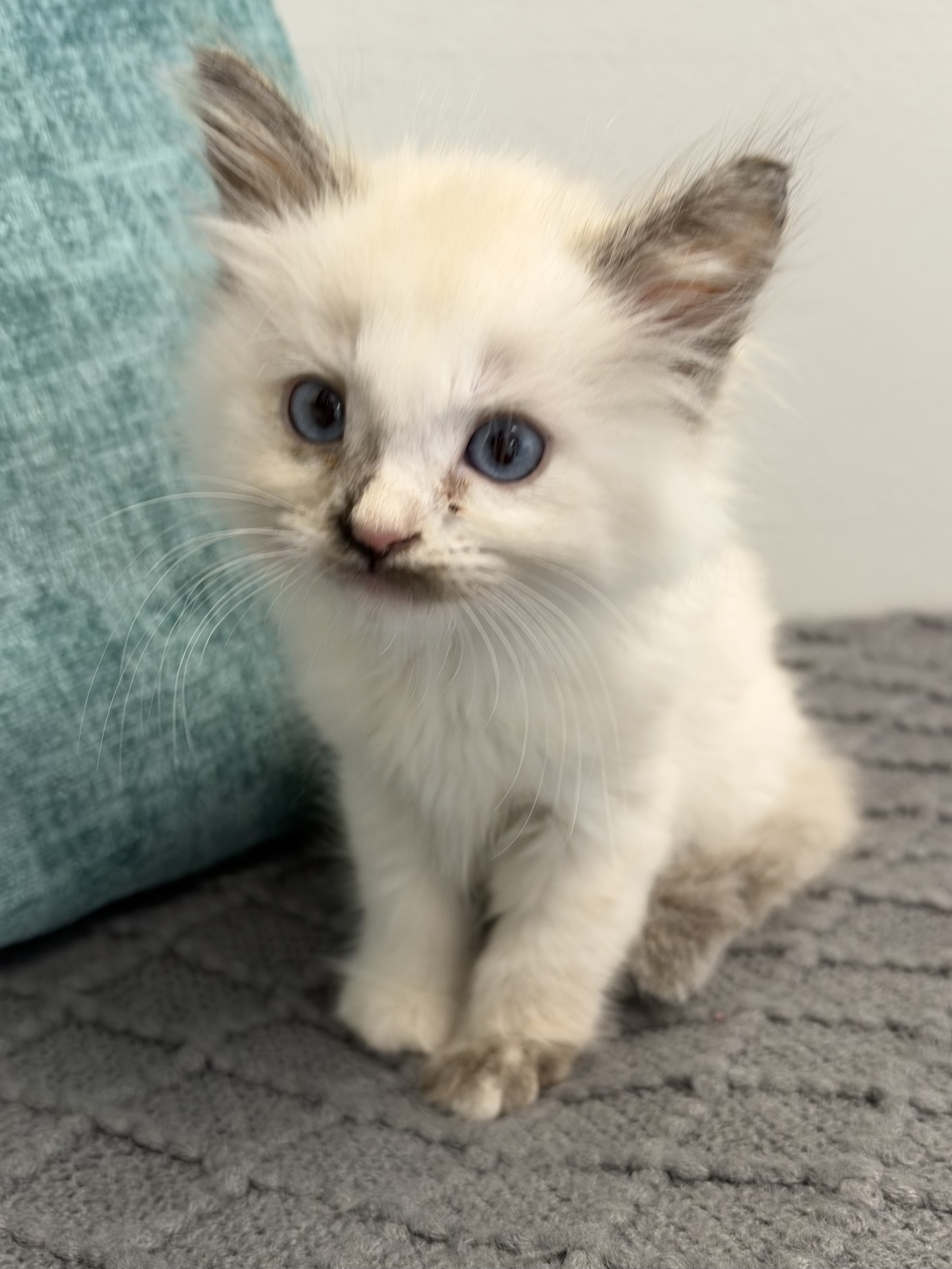 Picture of the Animal Listed