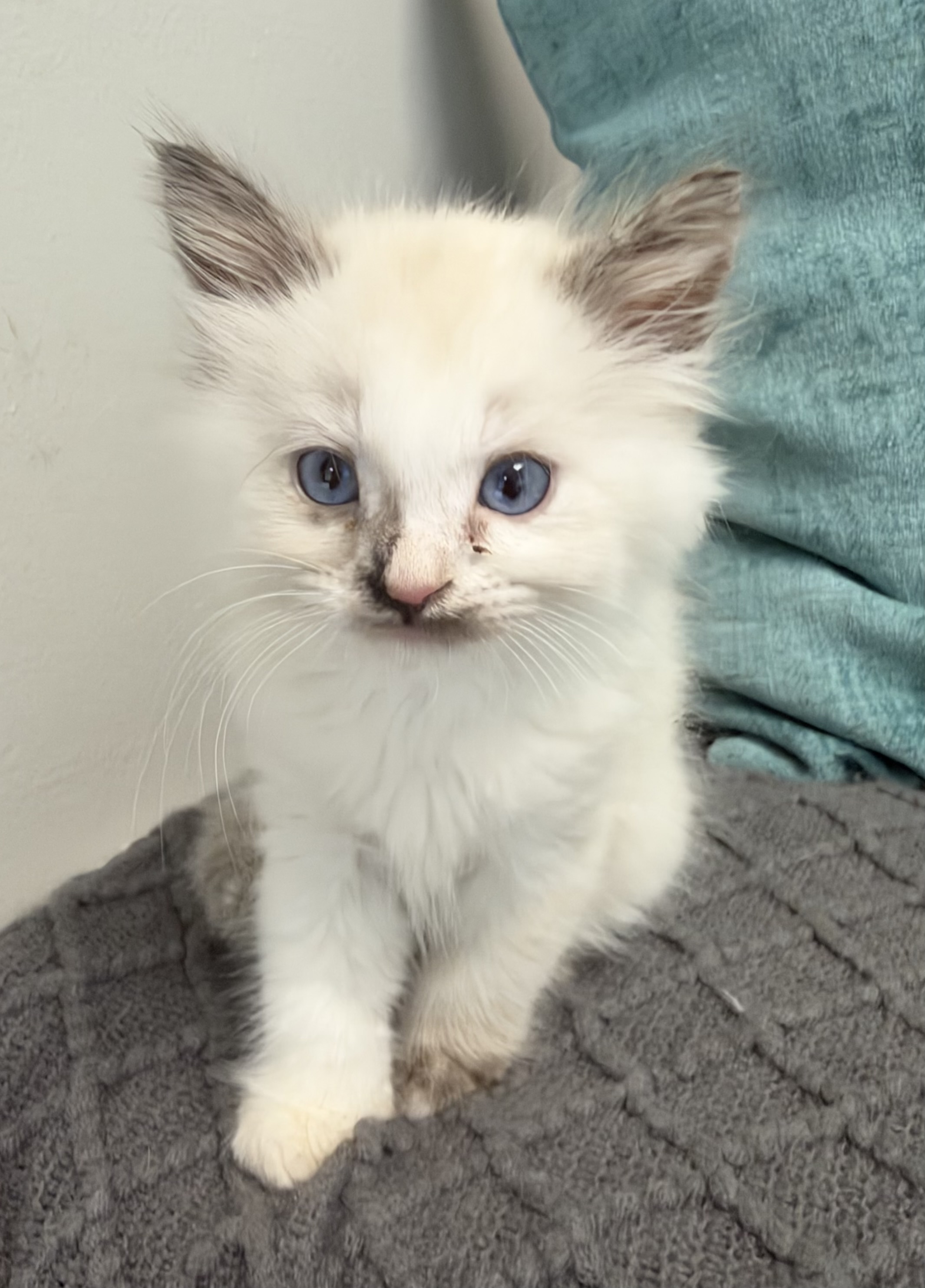 Picture of the Animal Listed