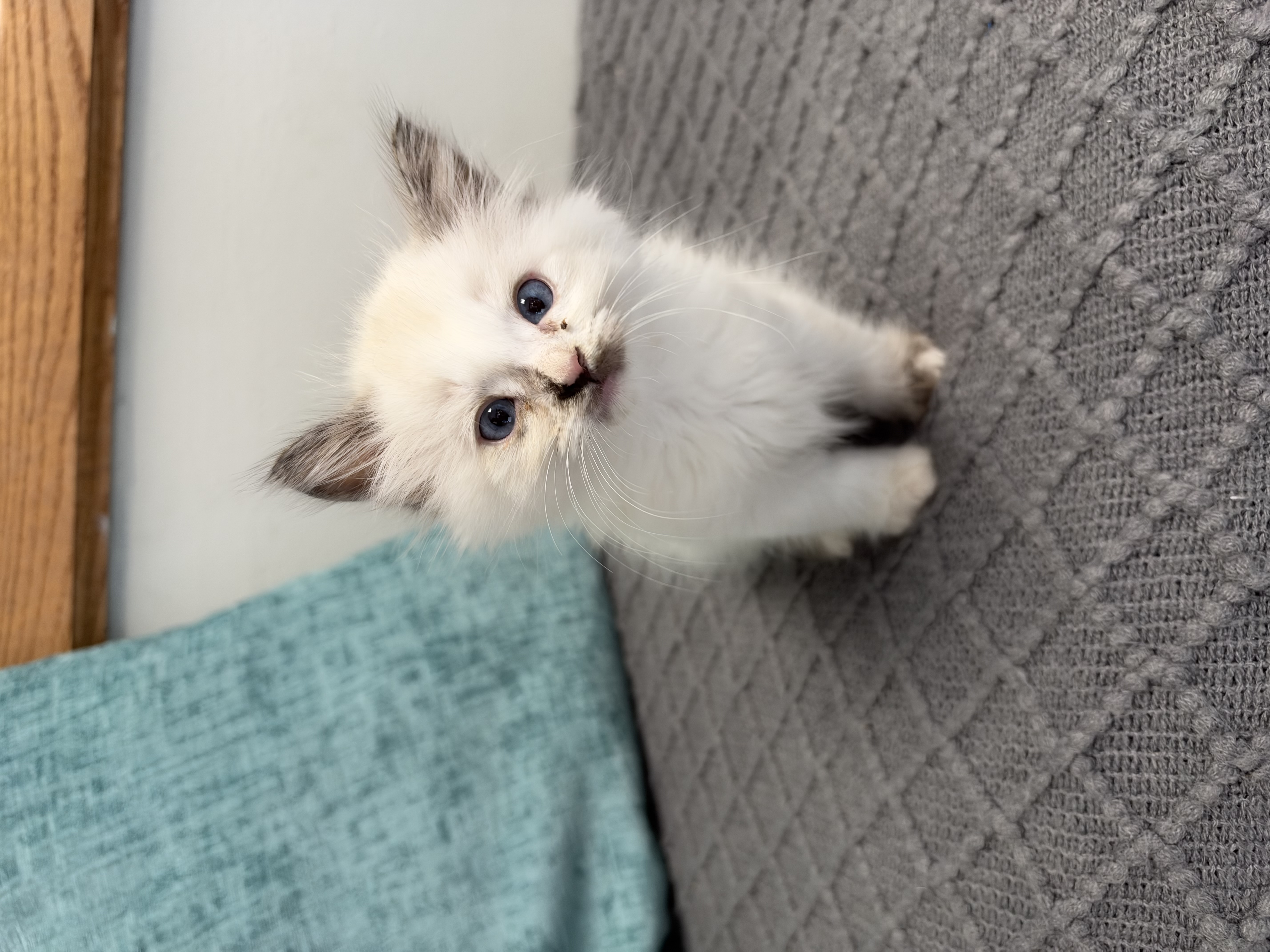 Picture of the Animal Listed