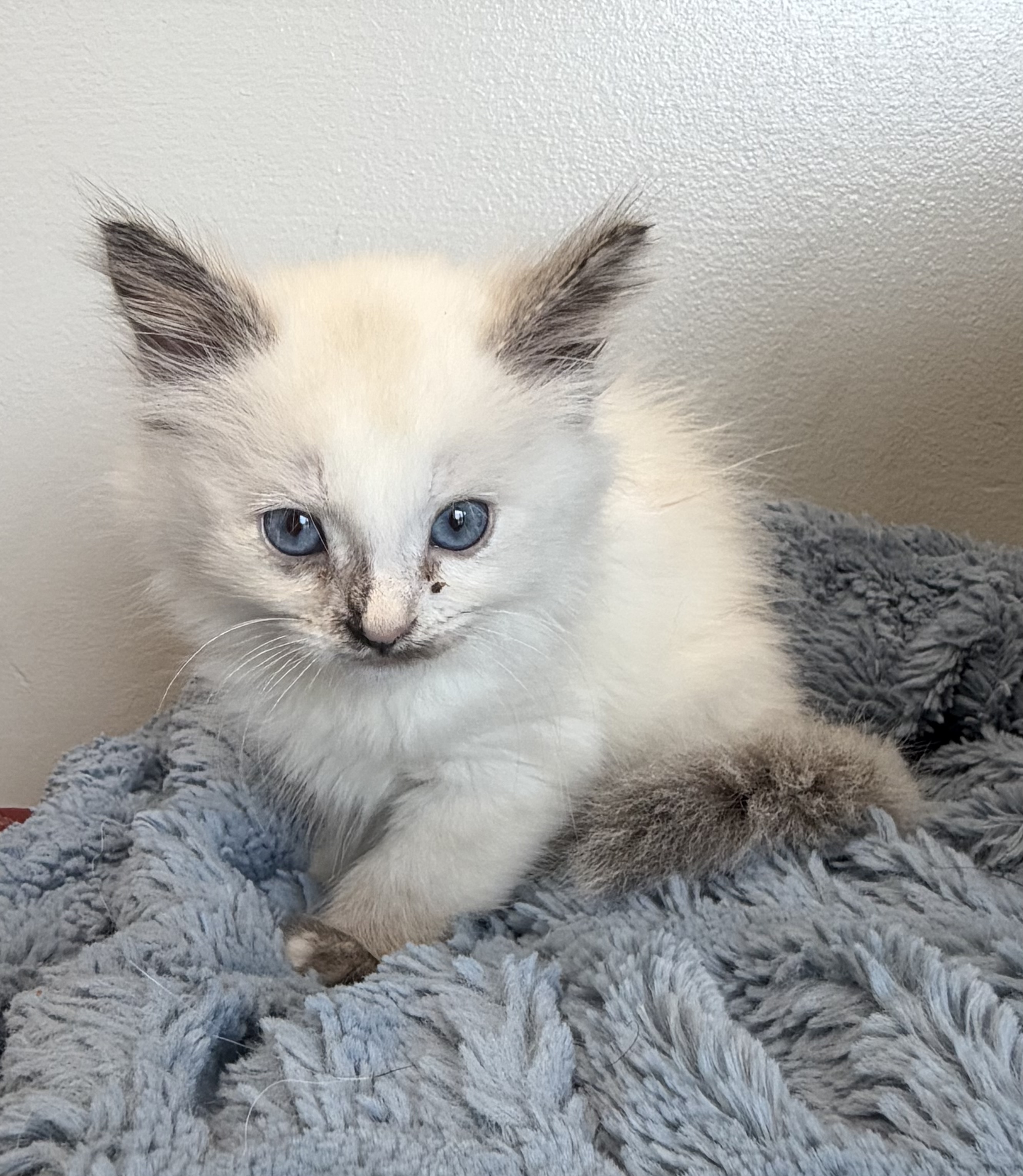 Picture of the Animal Listed