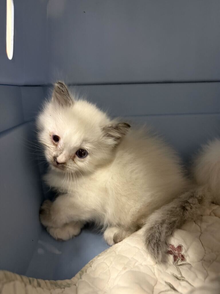 Picture of the Animal Listed